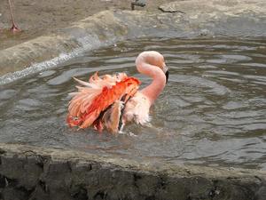 i znów zoo :)