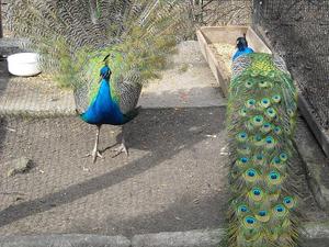 i znów zoo :)