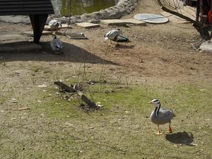 i znów zoo :)