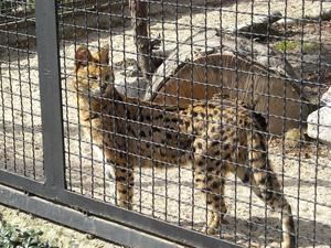 i znów zoo :)