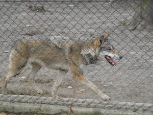 i znów zoo :)