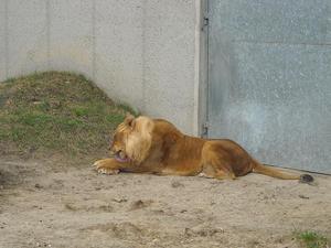 i znów zoo :)