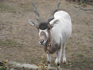 i znów zoo :)