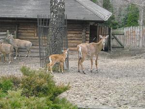 i znów zoo :)