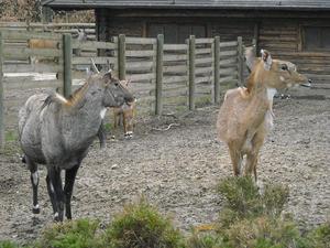 i znów zoo :)