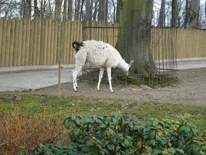 i znów zoo :)