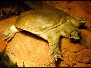 Wrocławskie ZOO