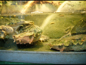 Wrocławskie ZOO