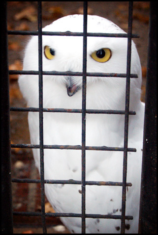 Wrocławskie ZOO