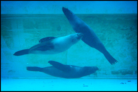 Wrocławskie ZOO