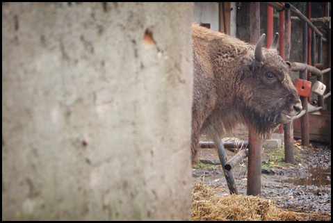 Wrocławskie ZOO