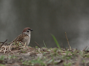 Mazurek