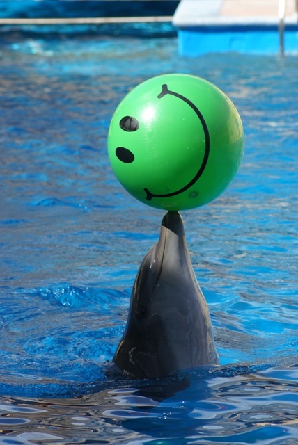 Delfin z pilką