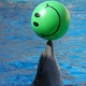 Delfin z pilką