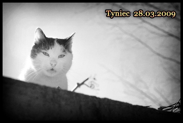 Tyniec - Wiosna