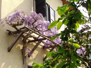 Lido, kwitnąca wisteria