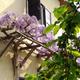 Lido, kwitnąca wisteria