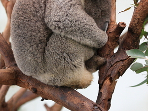 koala