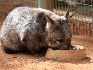 wombat