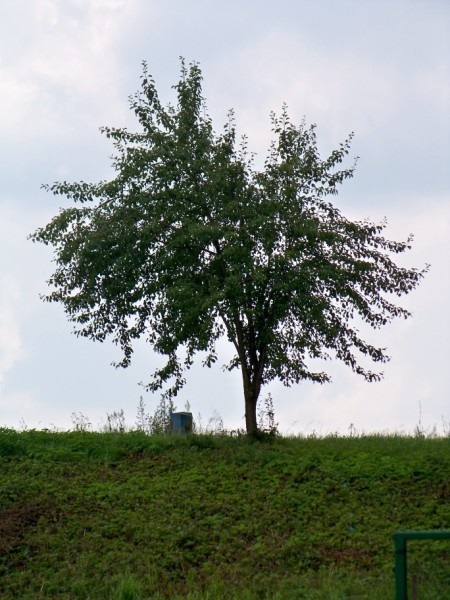 Drzewko