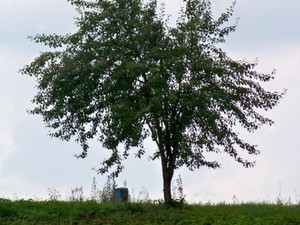 Drzewko