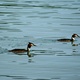 Perkozy dwuczube na Jeziorze Bodeńskim