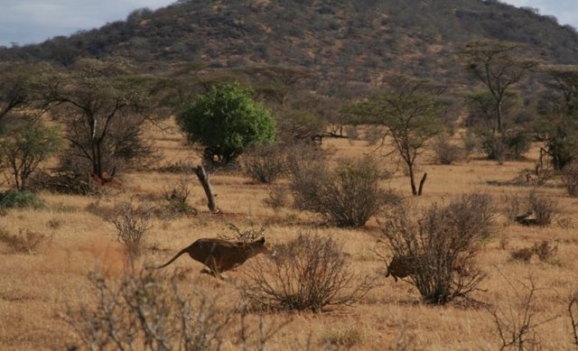 Polowanie na guzca - Samburu NP