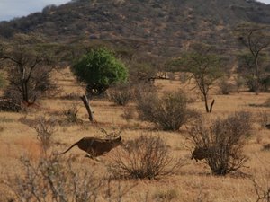 Polowanie na guzca - Samburu NP