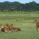 Mlode lwy - Nakuru NP