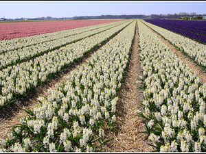 Lisse-Keukenhof 005