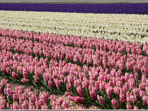 Lisse-Keukenhof 012