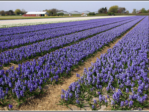 Lisse-Keukenhof 013