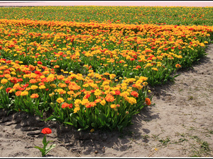 Lisse-Keukenhof 014