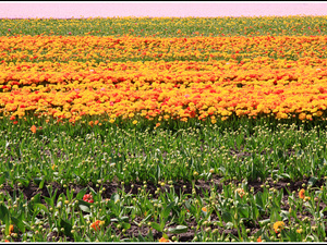 Lisse-Keukenhof 015