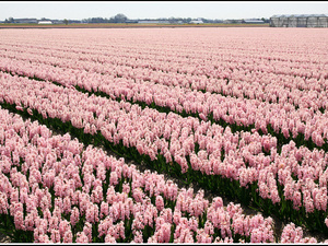 Lisse-Keukenhof 018