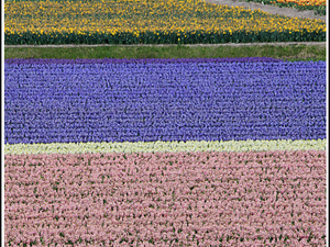 Lisse-Keukenhof 040