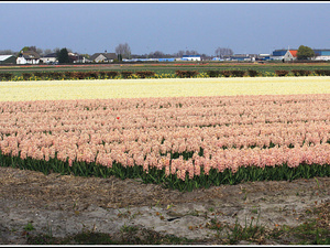 Lisse-Keukenhof 088