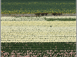 Lisse-Keukenhof 090