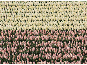 Lisse-Keukenhof 092