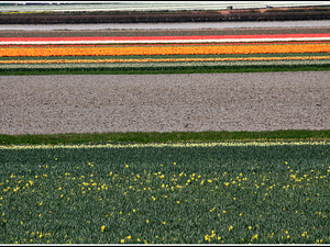 Lisse-Keukenhof 095