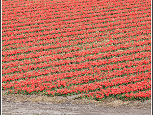 Lisse-Keukenhof 098