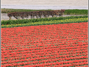 Lisse-Keukenhof 099