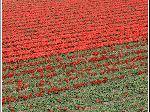 Lisse-Keukenhof 102