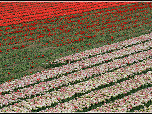 Lisse-Keukenhof 103