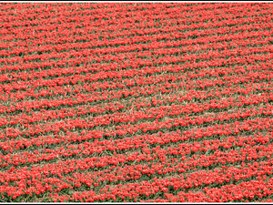 Lisse-Keukenhof 105