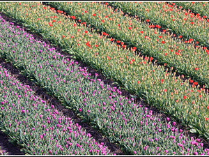 Lisse-Keukenhof 107