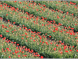 Lisse-Keukenhof 108