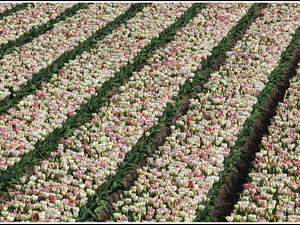 Lisse-Keukenhof 109