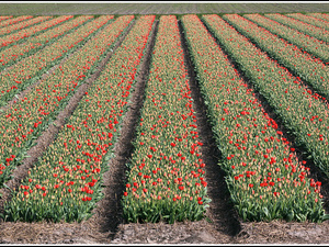 Lisse-Keukenhof 110