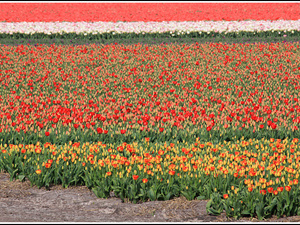 Lisse-Keukenhof 114